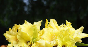 APETYCZNA BABECZKA: Szybkie ciasto dyniowe z kokosem