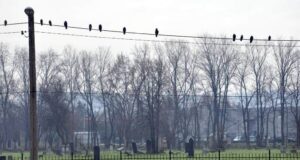 DZIEŃ W NOWYM SĄCZU: 22 listopada 2017