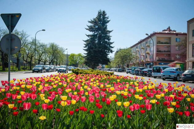 wiosenny nowy sącz kwiecień 2018 Al. Wolności