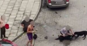 Prokuratura jednak przyjrzy się sprawie ataku pitbula