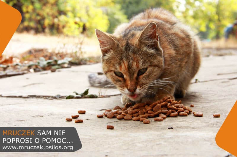 Mruczek sam nie poprosi o pomoc