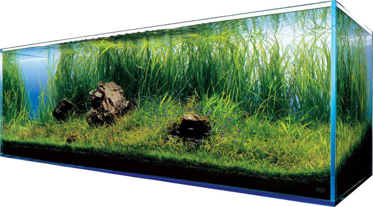 akwarium w domu dlaczego warto mieć