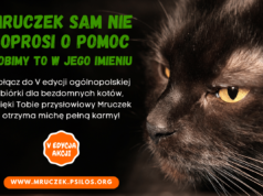 V edycja akcji „Mruczek sam nie poprosi o pomoc”. Zbiórka także dla podopiecznych TOZ w Nowym Sączu