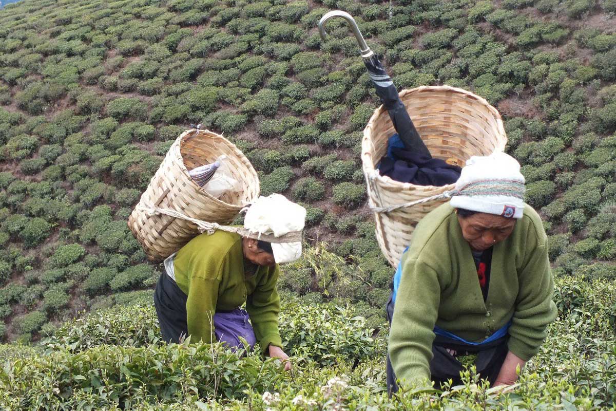 Na plantacji herbaty w Darjeeling. Fot. Wojciech Knapik