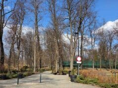 Park Strzelecki w Nowym Sączu - w pobliżu kortów tenisowych miał powstać park linowy